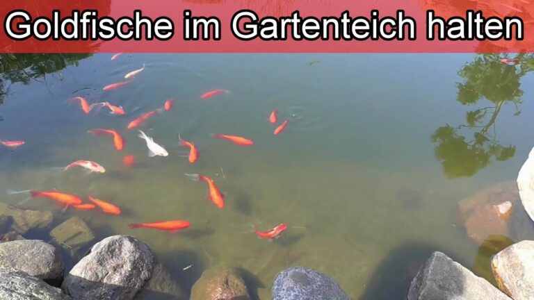 Goldfische im Teich: Bringen Sie Ihren Garten zum Strahlen